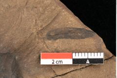 Foto (Detailsansicht) von Quercus palaeoilex Ettingshausen (NHMW-GEO-2024-0188-0940)